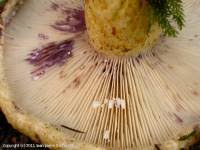 Attēlu rezultāti vaicājumam “Lactarius repraesentaneus”