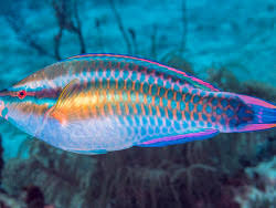 Image result for Scarus taeniopterus