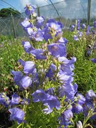 Image result for Campanula persicifolia