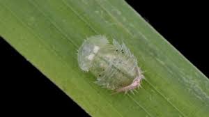 Attēlu rezultāti vaicājumam “Ancylus fluviatilis”