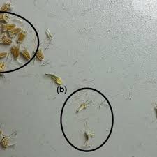 Attēlu rezultāti vaicājumam “Scabiosa ochroleuca”