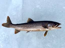 Image result for Salvelinus namaycush