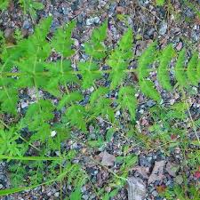 Attēlu rezultāti vaicājumam “Libanotis montana leaf”