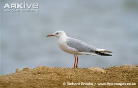 Image result for Chroicocephalus genei