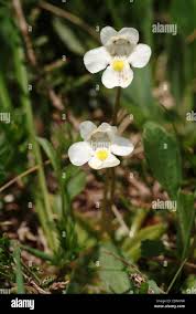 Attēlu rezultāti vaicājumam “Pinguicula alpina flower”