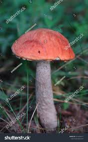 Attēlu rezultāti vaicājumam “Leccinum vulpinum”