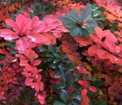 Attēlu rezultāti vaicājumam “Berberis”