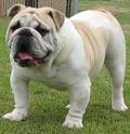 English Bulldog Puppies For Sale English Bulldogs - Bennett's ...