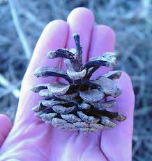 Attēlu rezultāti vaicājumam “Pinus nigra fruit”