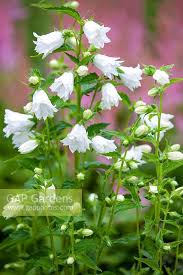 Attēlu rezultāti vaicājumam “Campanula trachelium flower”