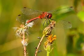 Attēlu rezultāti vaicājumam “Sympetrum sanguineum male”