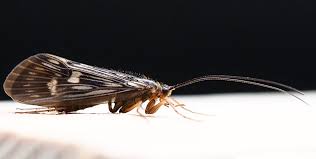 Attēlu rezultāti vaicājumam “Potamophylax”