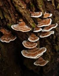 Attēlu rezultāti vaicājumam “Trametes ochracea”