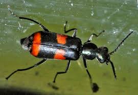 Attēlu rezultāti vaicājumam “Anthocomus fasciatus”