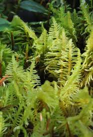 Attēlu rezultāti vaicājumam “Ptilium crista-castrensis”