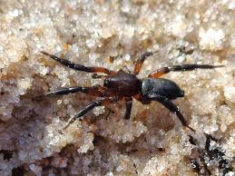 Attēlu rezultāti vaicājumam “Gnaphosidae”