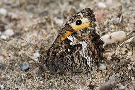 Attēlu rezultāti vaicājumam “Hipparchia semele underside”