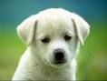 very cute baby dogs pictures