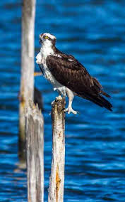 Image result for Pandion haliaetus