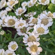 Attēlu rezultāti vaicājumam “Achillea ptarmica fruit”