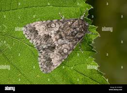 Attēlu rezultāti vaicājumam “Acronicta megacephala”