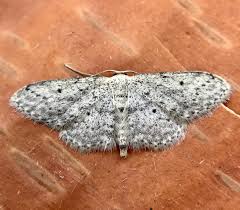 Attēlu rezultāti vaicājumam “Idaea seriata”