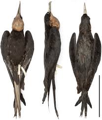 Image result for Fregata aquila