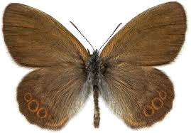 Attēlu rezultāti vaicājumam “Coenonympha hero”