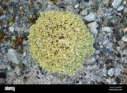 Attēlu rezultāti vaicājumam “Cetraria islandica”