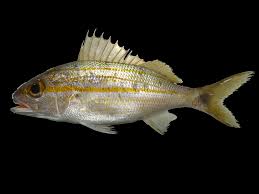 Image result for Haemulon aurolineatum