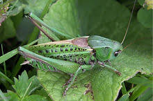 Attēlu rezultāti vaicājumam “Decticus verrucivorus”