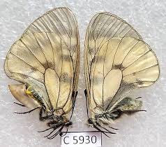 Attēlu rezultāti vaicājumam “Parnassius mnemosyne”