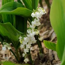 Attēlu rezultāti vaicājumam “Convallaria majalis bud”