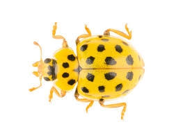 Attēlu rezultāti vaicājumam “Psyllobora vigintiduopunctata”