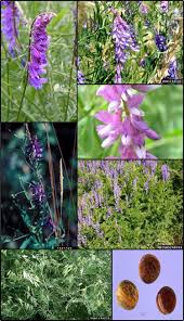 Attēlu rezultāti vaicājumam “Vicia cracca”