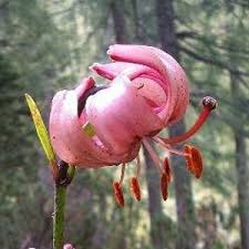 Attēlu rezultāti vaicājumam “Lilium martagon bud”