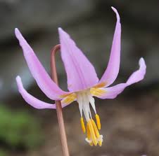 Attēlu rezultāti vaicājumam “Erythronium sibiricum flower”