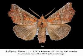 Attēlu rezultāti vaicājumam “Scoliopteryx libatrix”