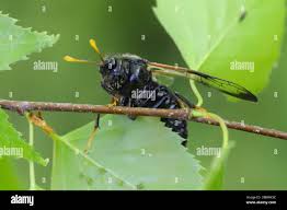 Attēlu rezultāti vaicājumam “Cimbex femoratus”