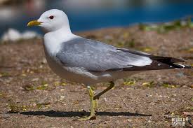 Attēlu rezultāti vaicājumam “Larus canus adult”