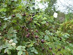 Attēlu rezultāti vaicājumam “Rosa subcanina fruit”