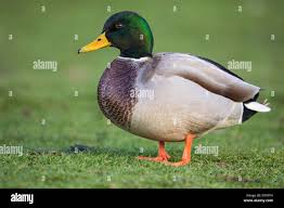 Attēlu rezultāti vaicājumam “Anas platyrhynchos male”