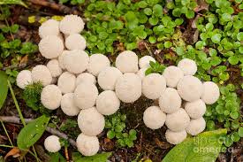 Attēlu rezultāti vaicājumam “Lycoperdon perlatum”