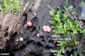 Attēlu rezultāti vaicājumam “Lycogala cf. oleocrystalliferum young”