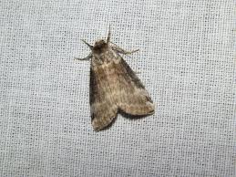 Attēlu rezultāti vaicājumam “Tetheella fluctuosa”