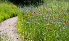 Image result for Heemtuin Rucphen