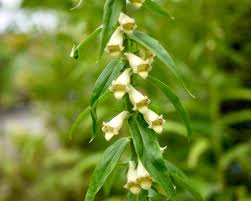 Image result for Digitalis lutea