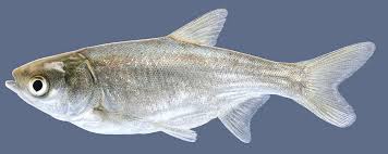 Image result for Hypophthalmichthys molitrix