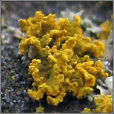 Attēlu rezultāti vaicājumam “Xanthoria candelaria”