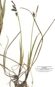 Attēlu rezultāti vaicājumam “Carex globularis”